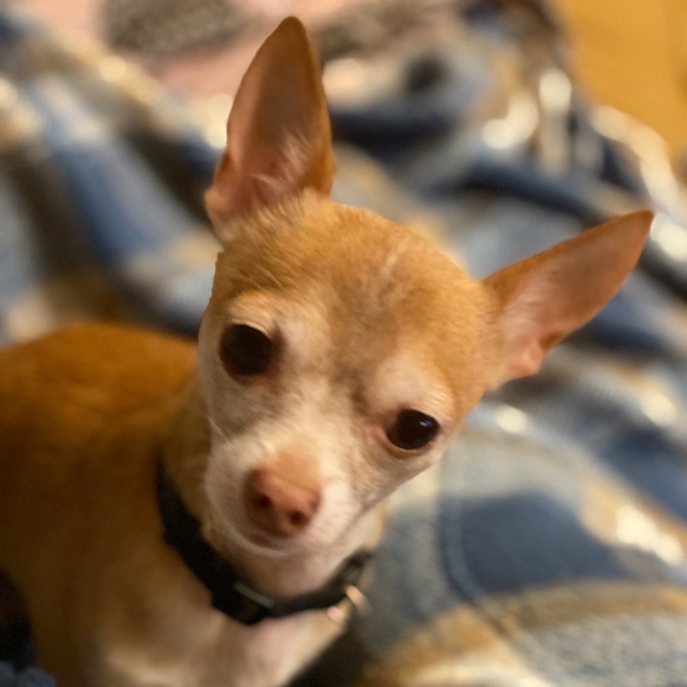 Meet your Posher, El